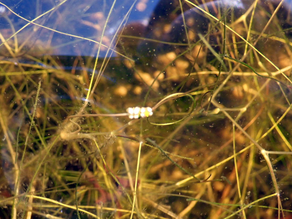 Ruppia sp. (Ditch-grass), native California perennial