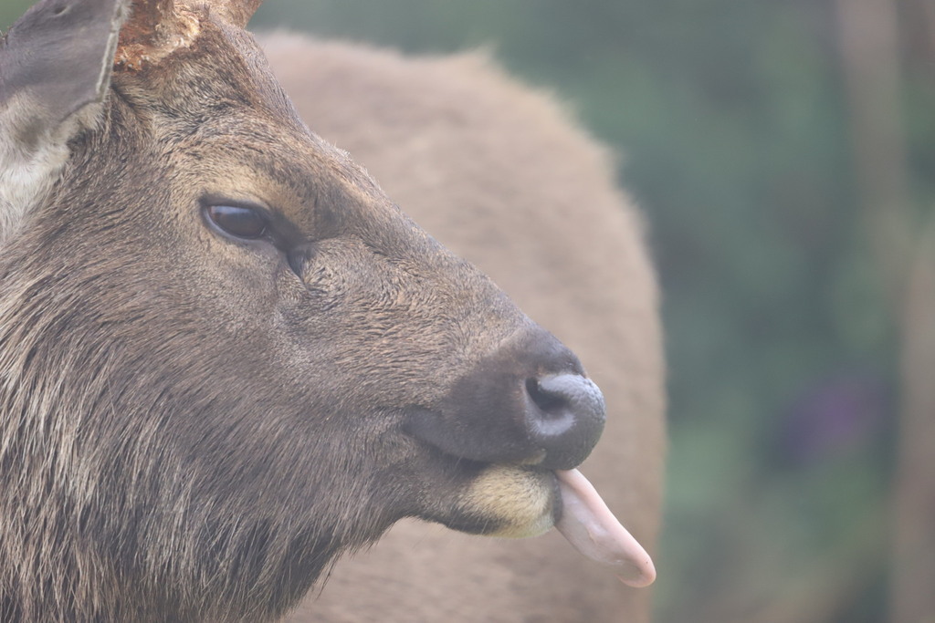 Rusa unicolor (Sambar Deer), California species