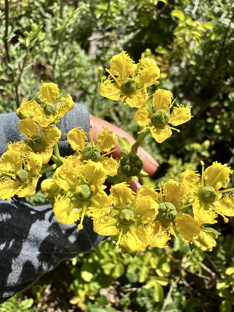 Ruta chalepensis (Fringed rue), non-native California subshrub
