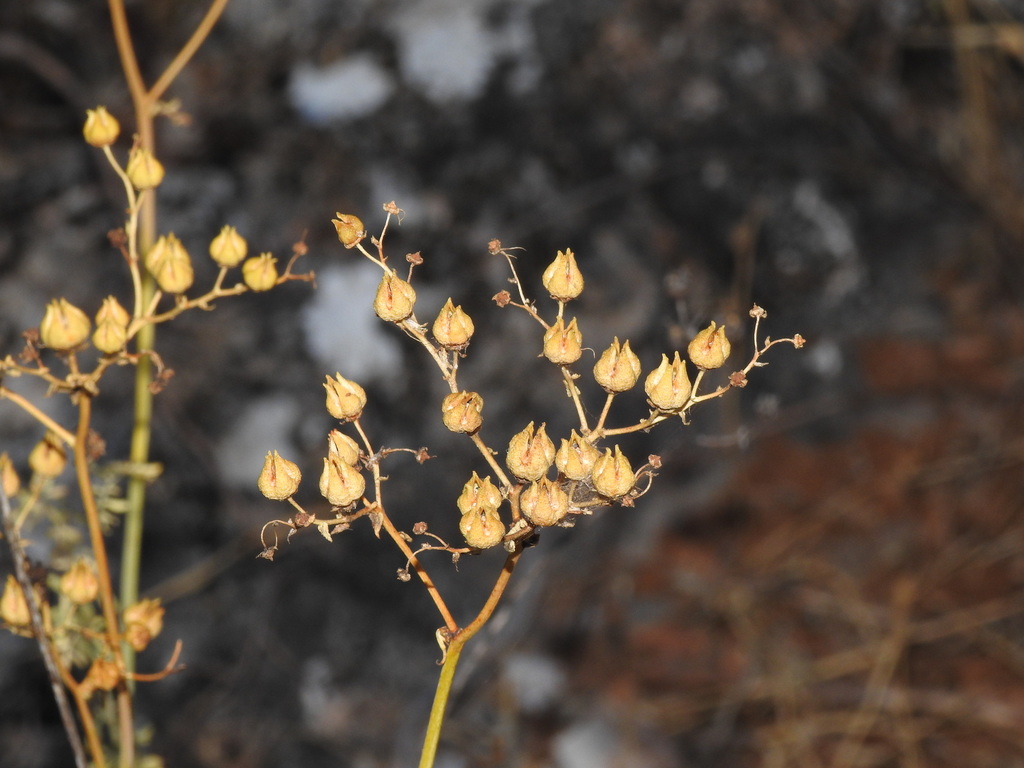 Ruta sp. (Rue), non-native California perennial