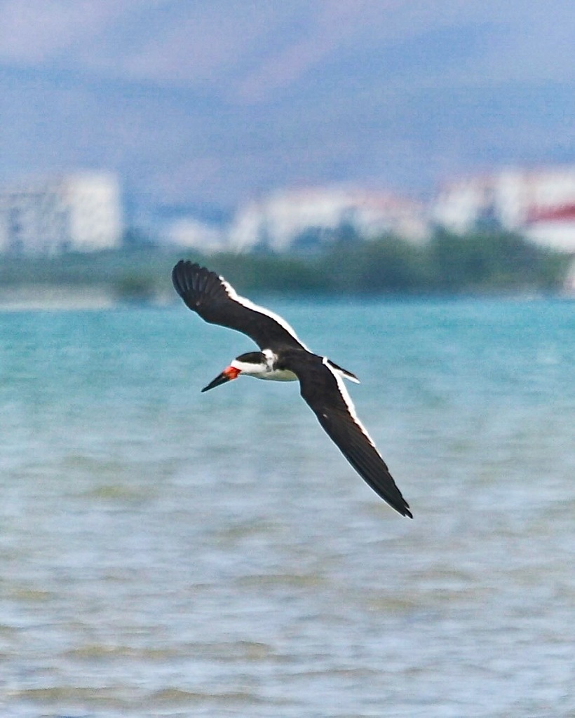 Rynchops niger (Black Skimmer), California species