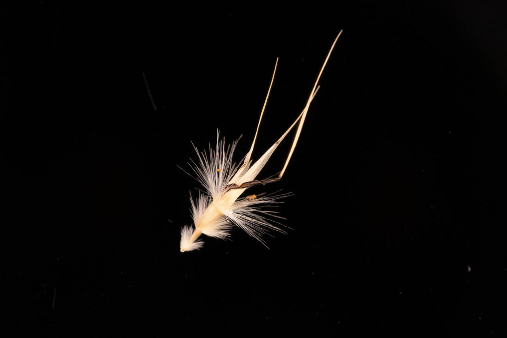 Rytidosperma caespitosum (Tufted wallaby grass), non-native California grass