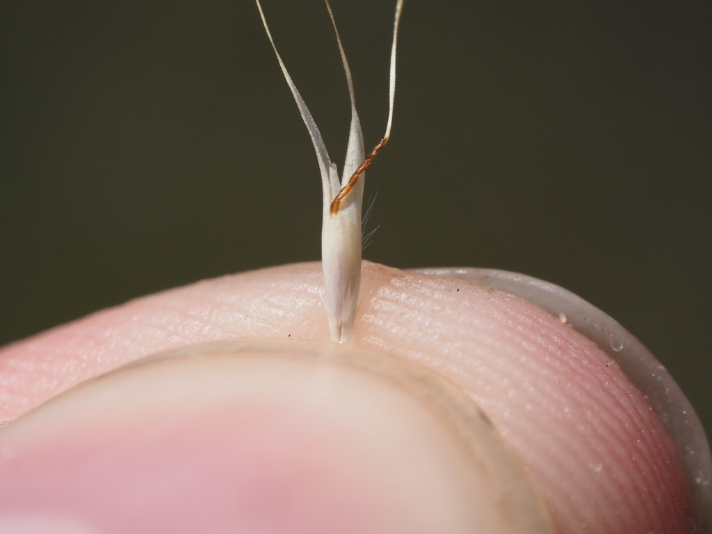 Rytidosperma penicillatum (Hairy oat grass), non-native California grass