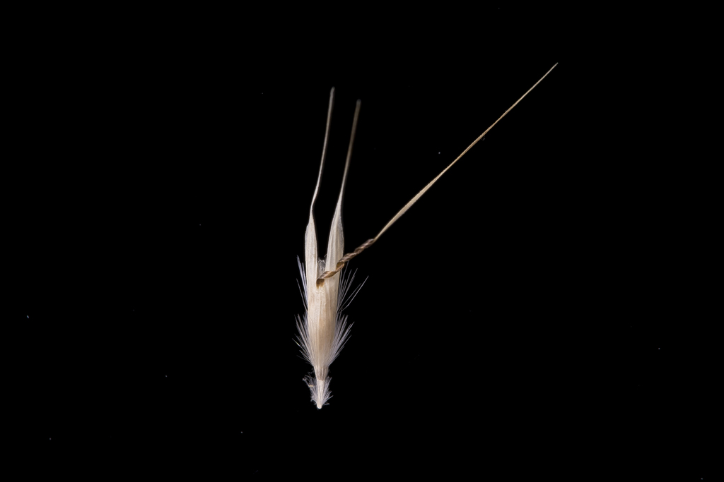 Rytidosperma racemosum, non-native California grass