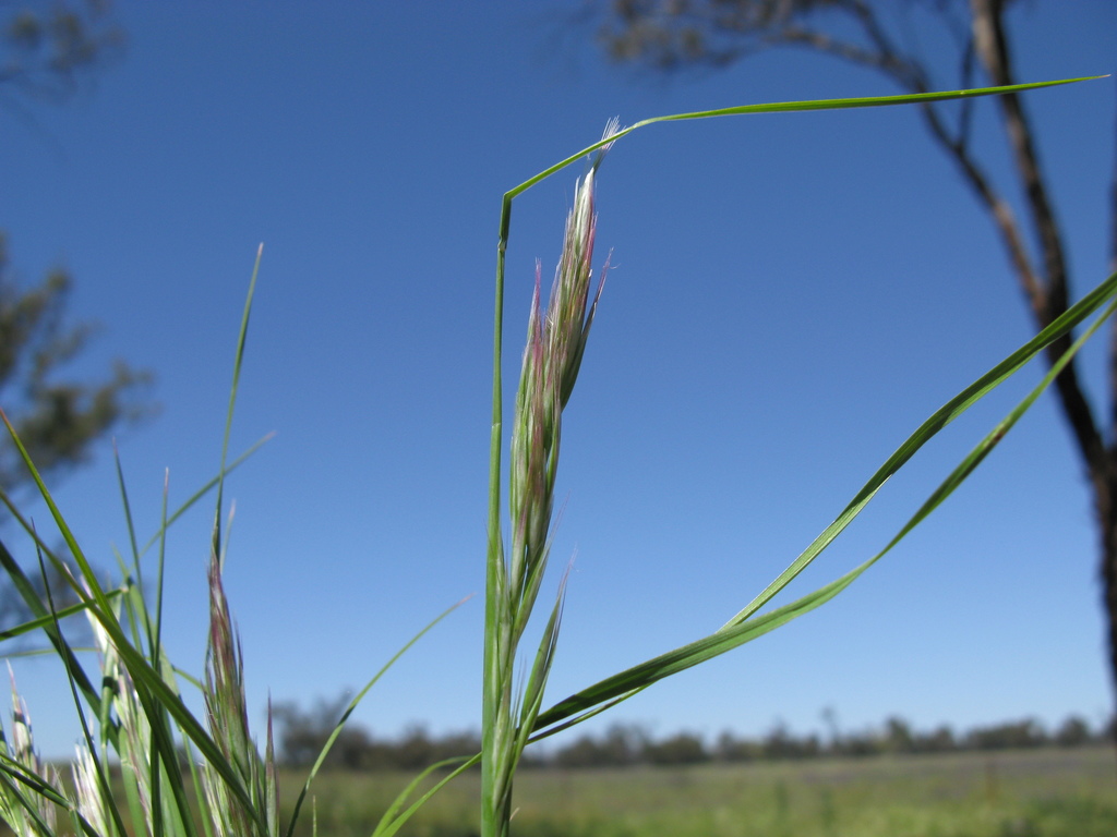 Rytidosperma sp., non-native California perennial