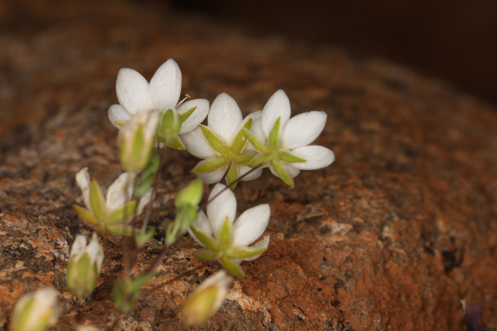Sabulina californica (California sandwort), native California herb
