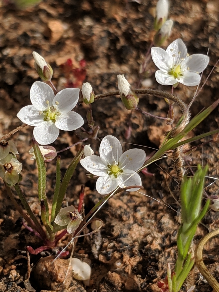 Sabulina cismontana (Cismontane minuartia), native California herb