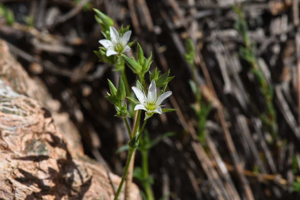 Sabulina decumbens (The lassics sandwort), native California herb