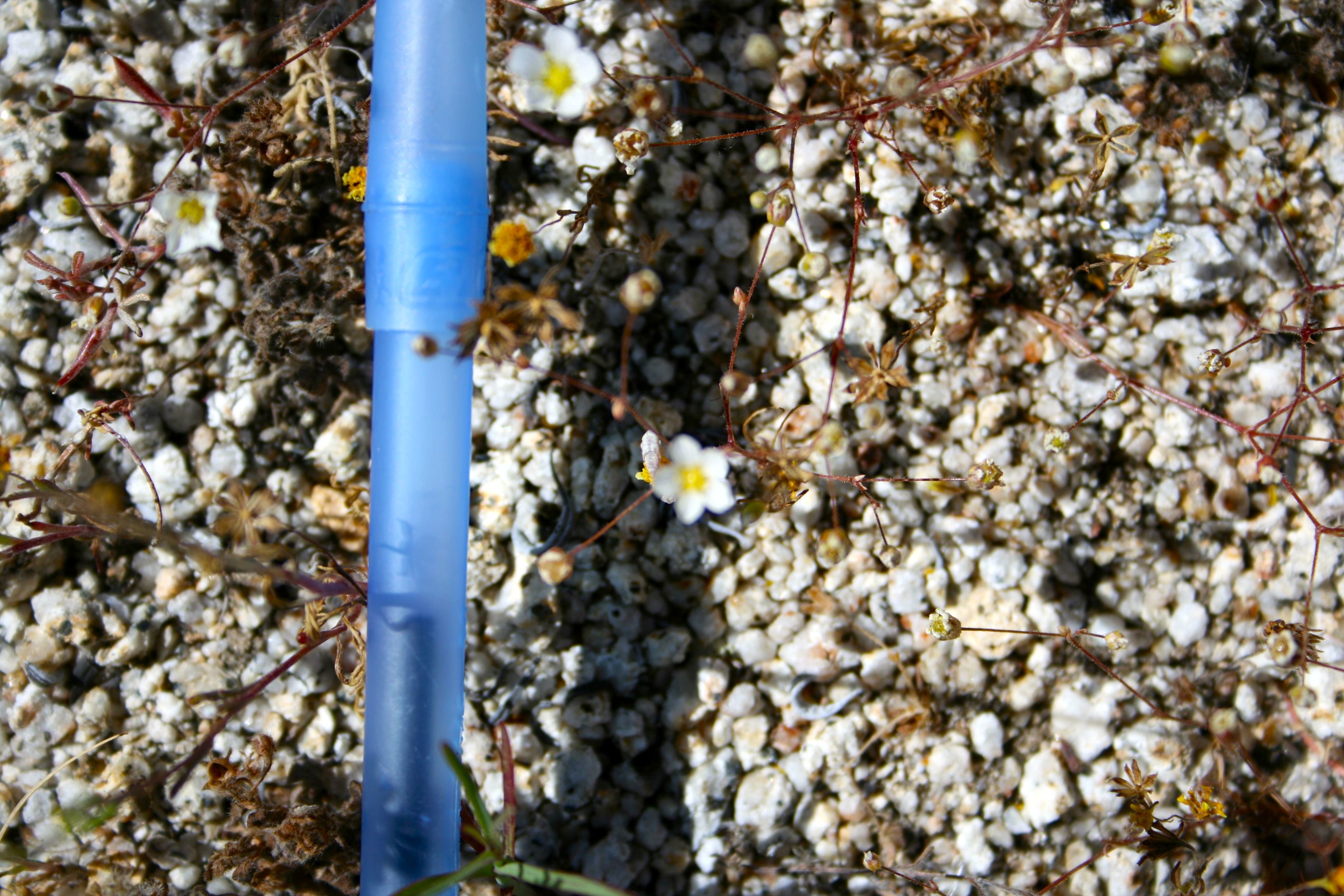Sabulina douglasii (Douglas' stitchwort), native California herb