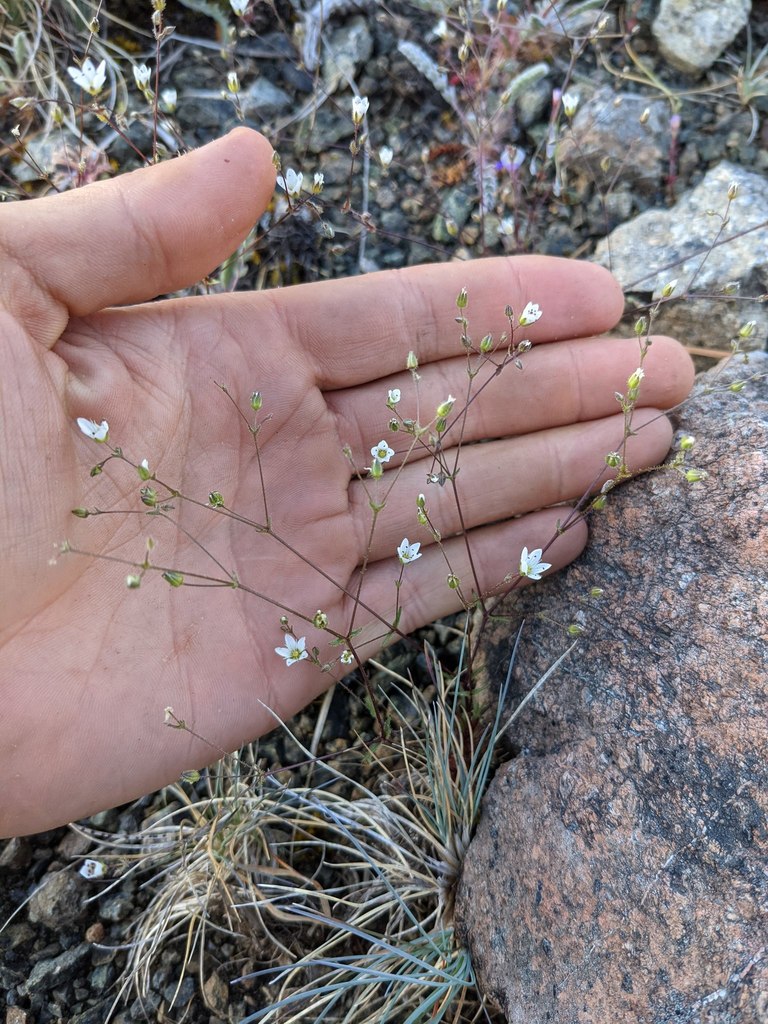 Sabulina howellii (Howell's sandwort), native California herb