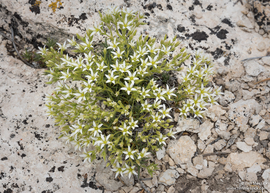 Sabulina nuttallii var. gregaria (Nuttall sandwort), native California herb