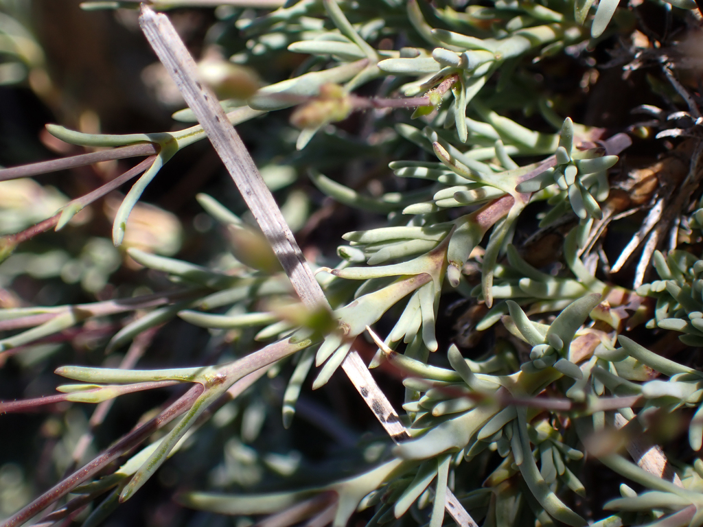 Sabulina rosei (Peanut sandwort), native California herb