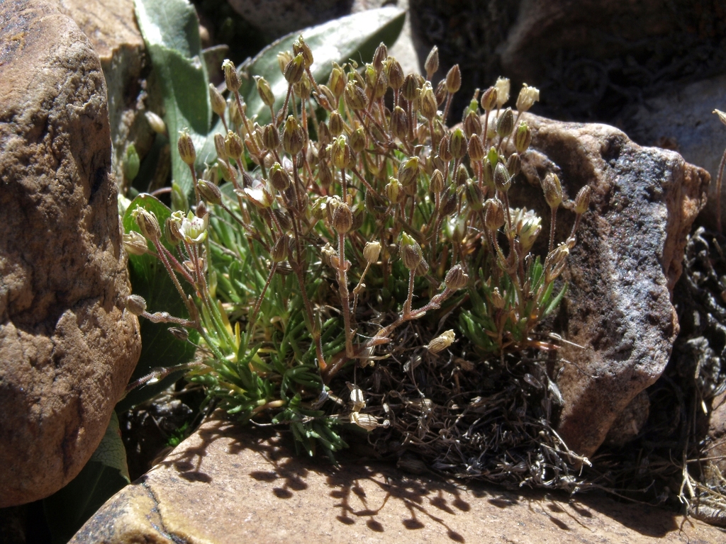 Sabulina rubella (Reddish sandwort), native California herb