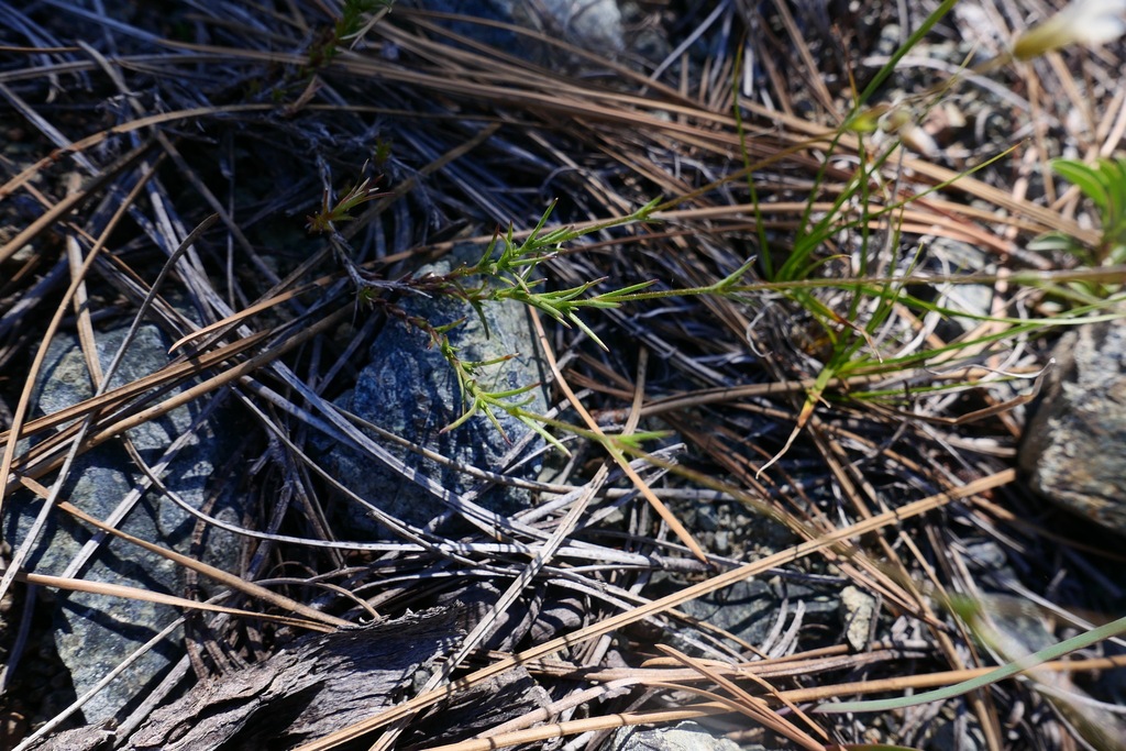 Sabulina stolonifera (Scott mountain sandwort), native California herb