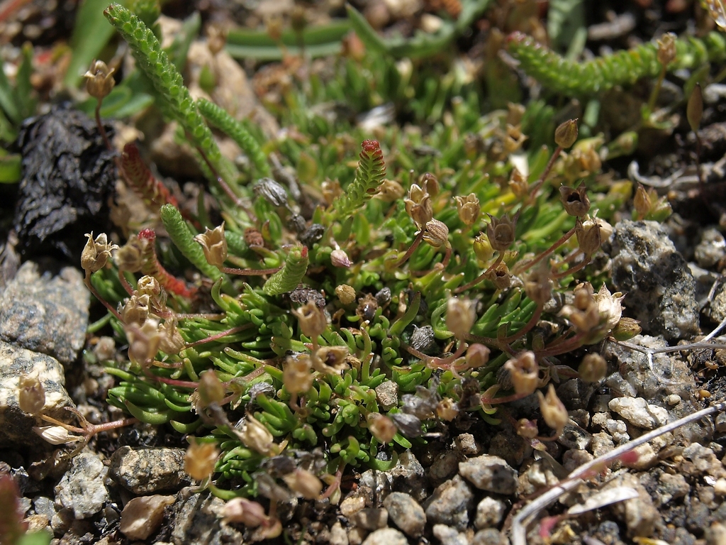 Sabulina stricta (Bog sandwort), native California perennial