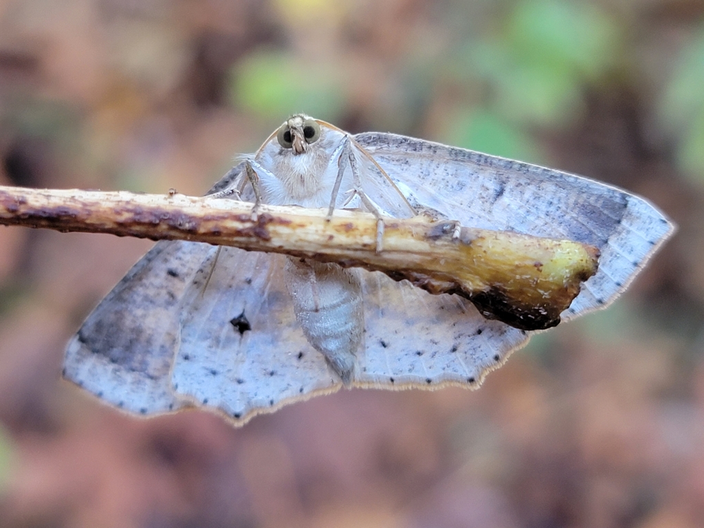 Sabulodes mabelata, California species