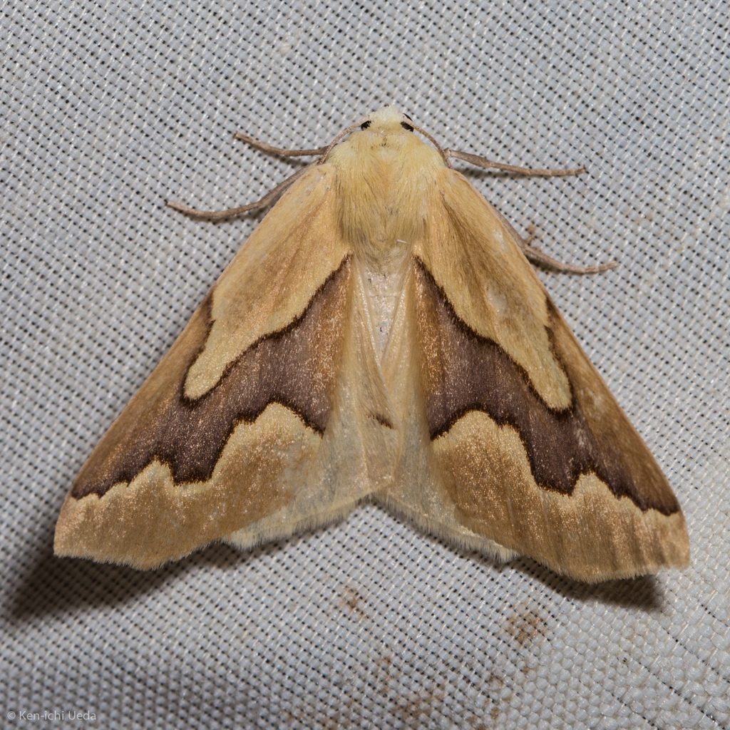 Sabulodes edwardsata, California species