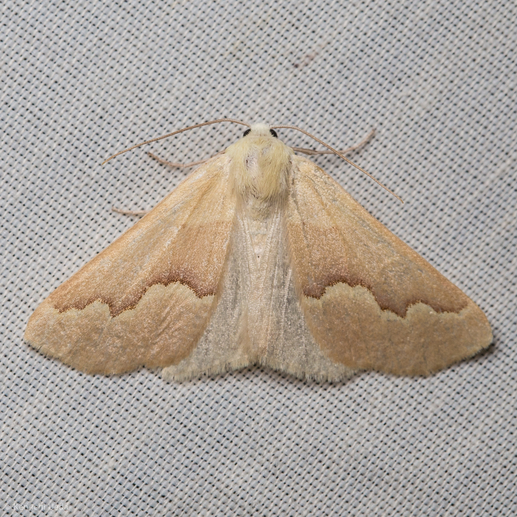 Sabulodes spoliata, California species