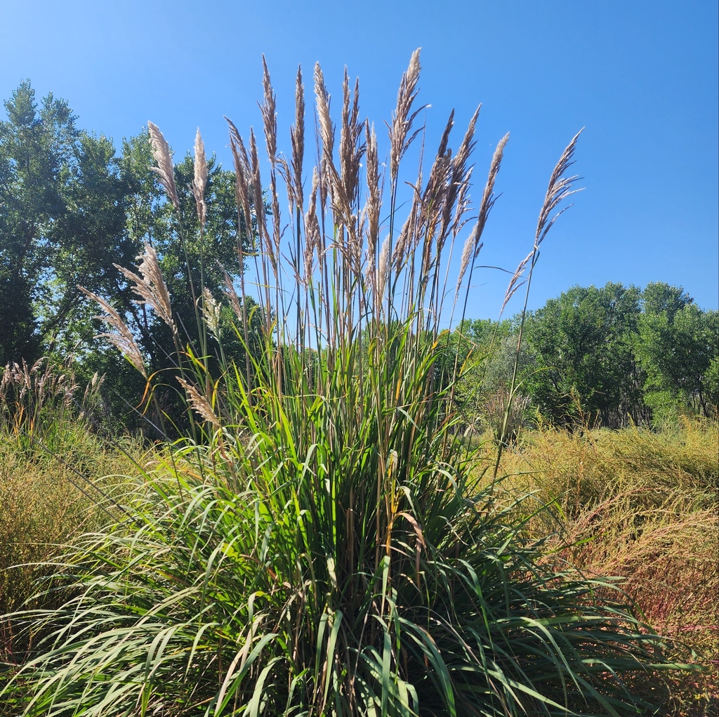 Saccharum ravennae (Ravenna grass), non-native California grass