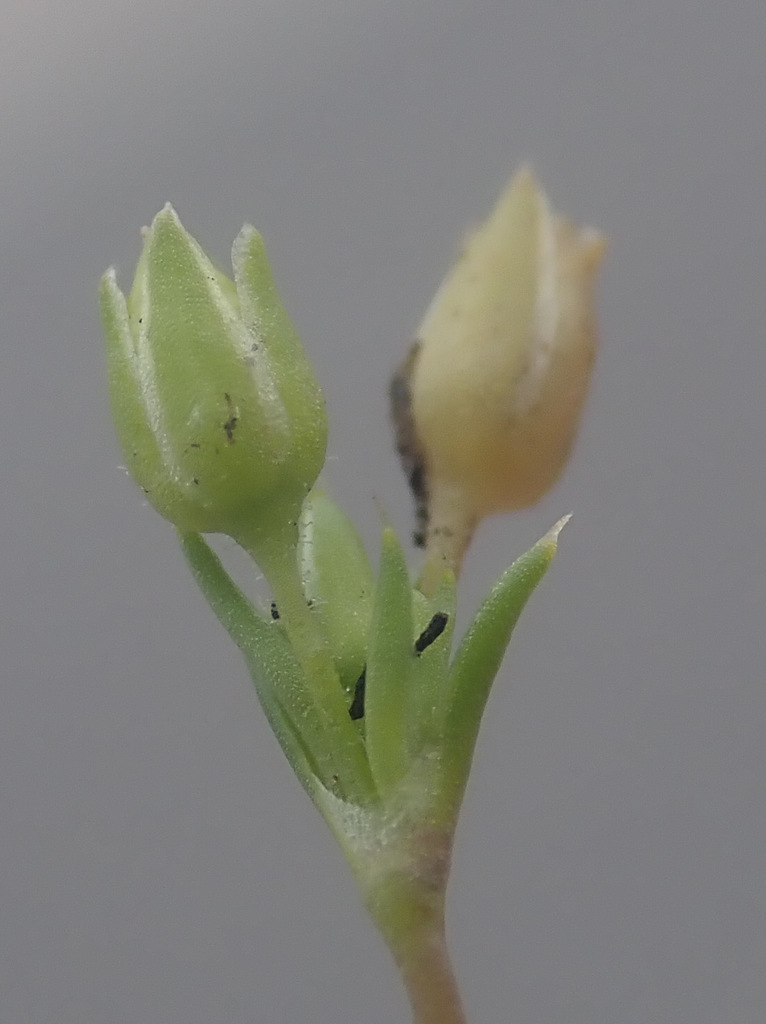 Sagina apetala (Dwarf pearlwort), native California herb