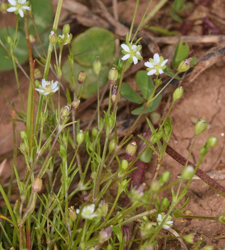 Sagina decumbens subsp. occidentalis (Western pearlwort), native California herb