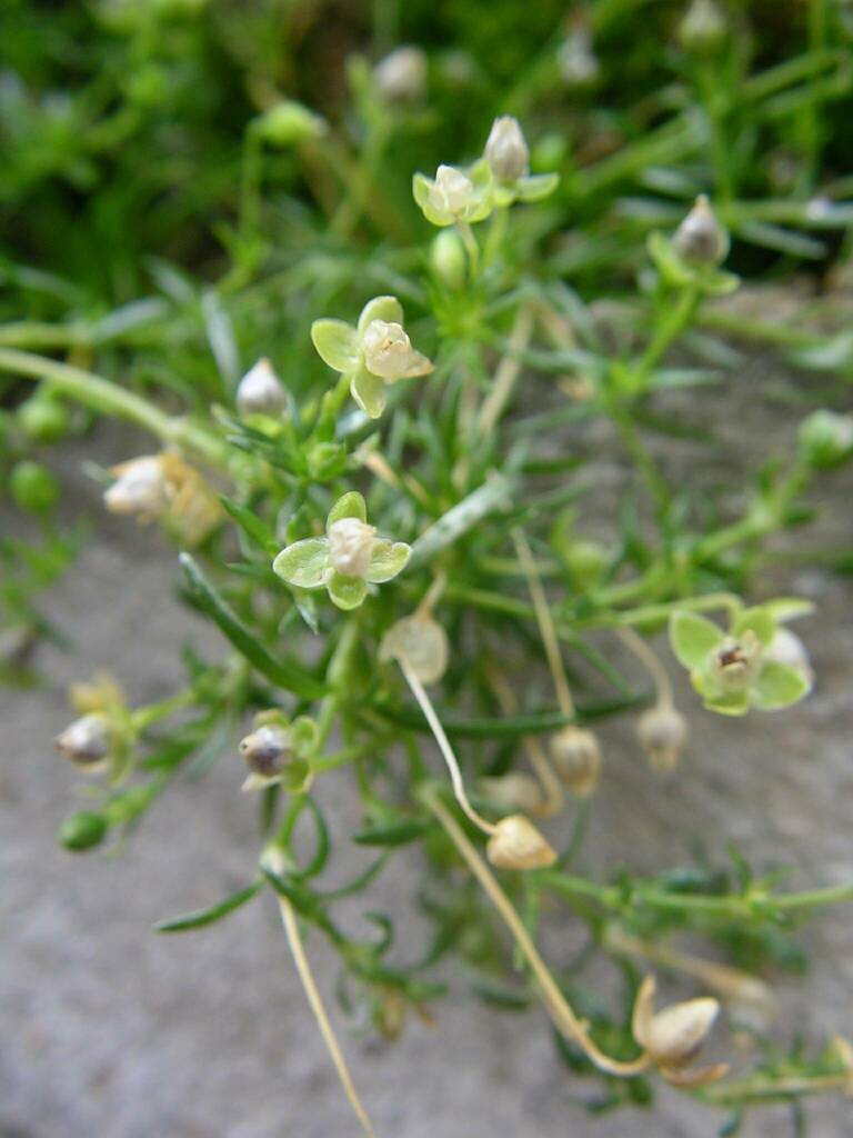 Sagina procumbens (Matted pearlwort), native California herb