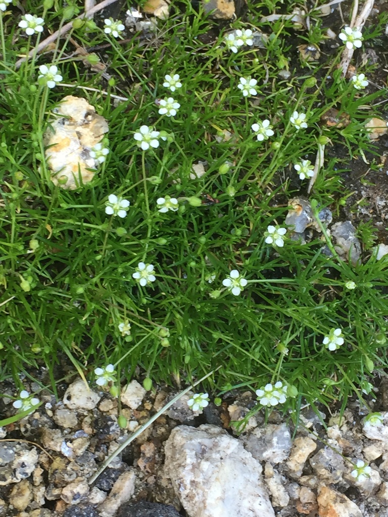 Sagina saginoides (Arctic pearlwort), native California herb