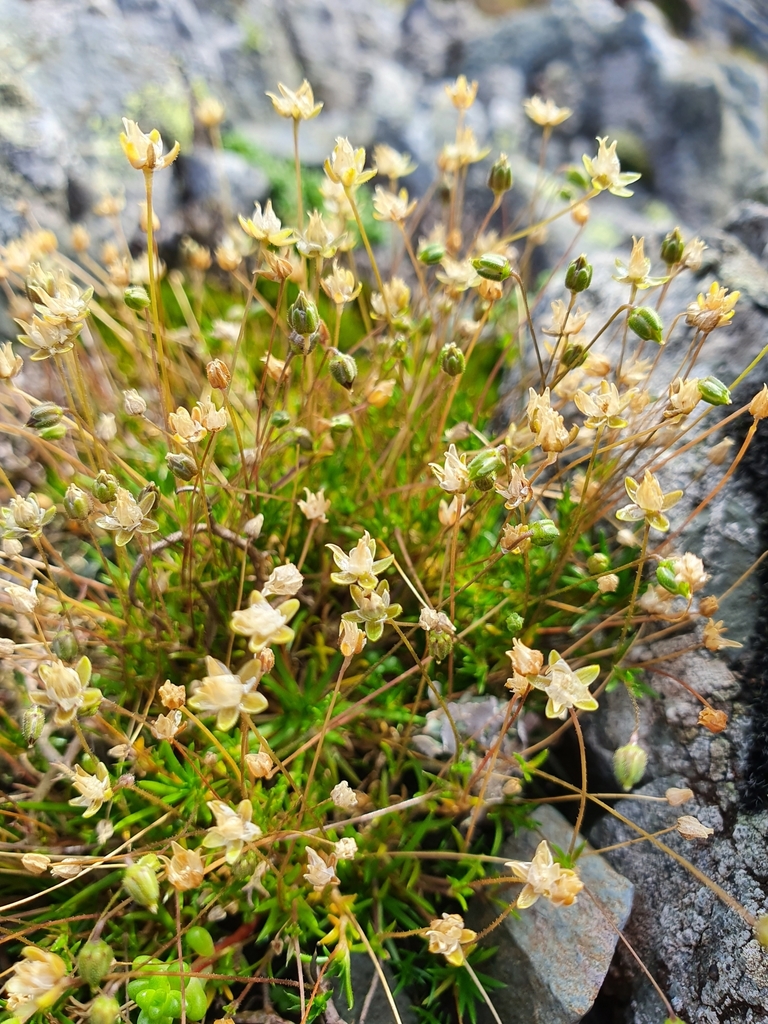 Sagina subulata (Scottish moss), non-native California herb