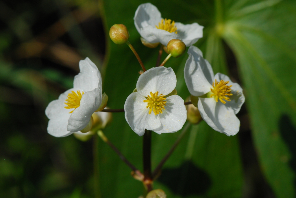 Sagittaria latifolia (Broad leaf arrowhead), native California herb