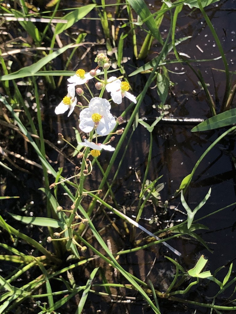 Sagittaria longiloba (Long lobed arrowhead), native California herb