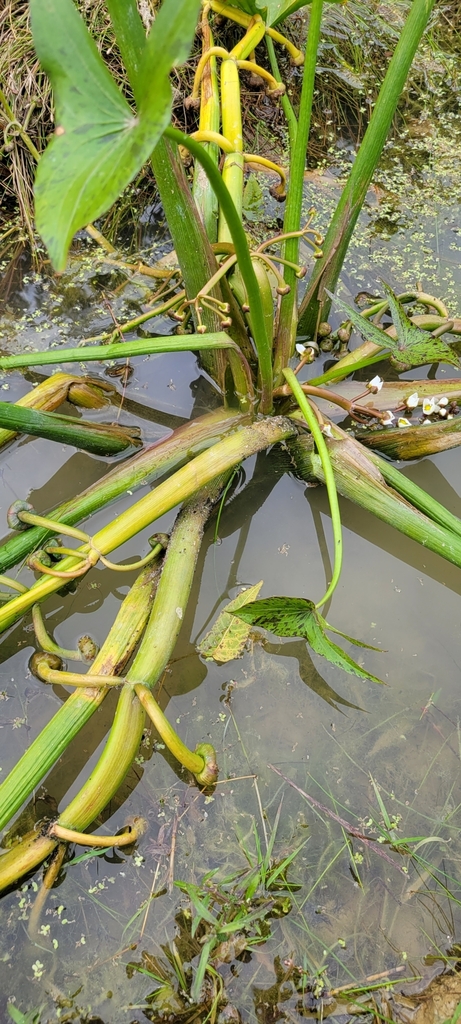 Sagittaria montevidensis subsp. calycina, native California herb