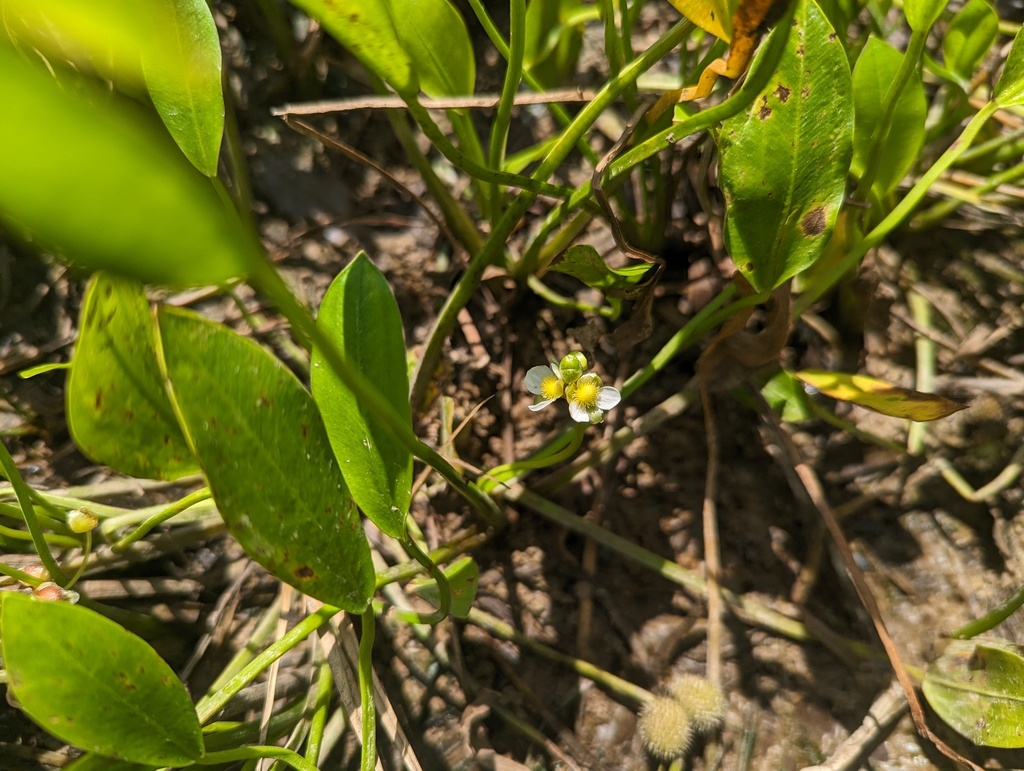Sagittaria rigida (Sessile-fruited arrowhead), non-native California herb