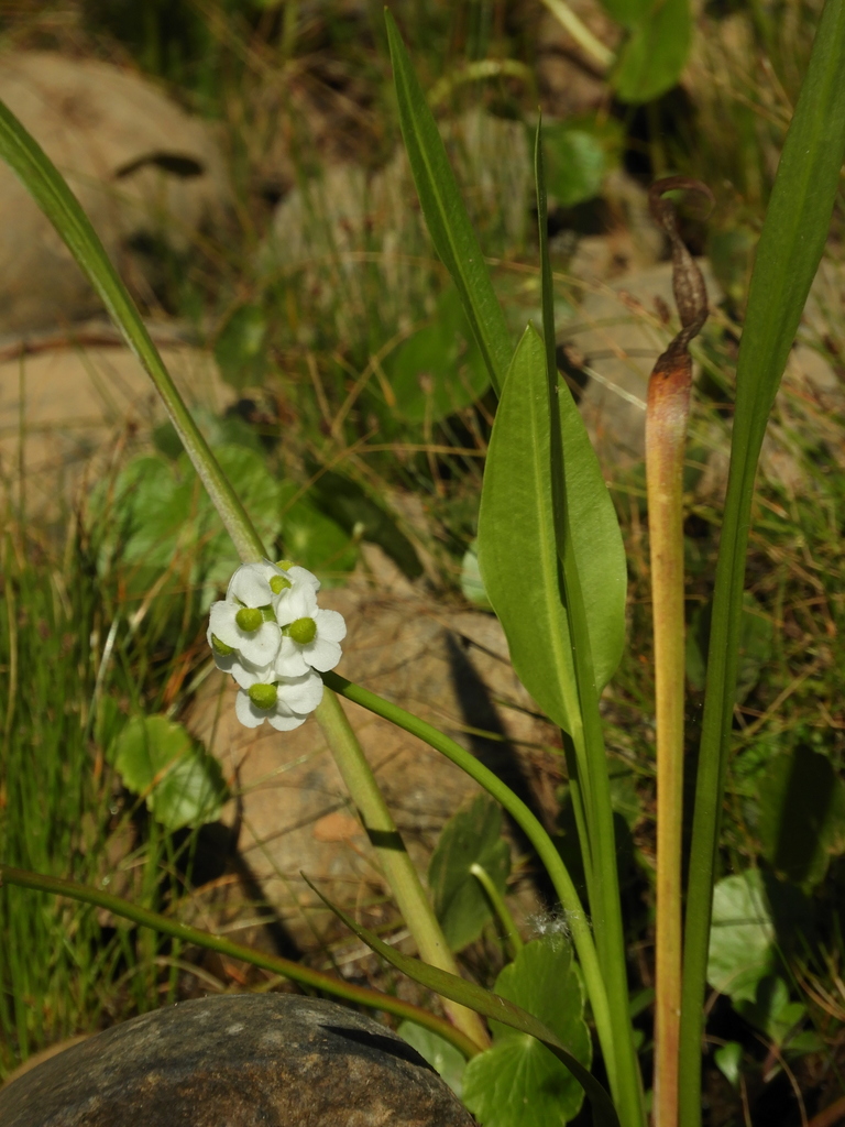 Sagittaria sanfordii (Sanford's arrowhead), native California herb