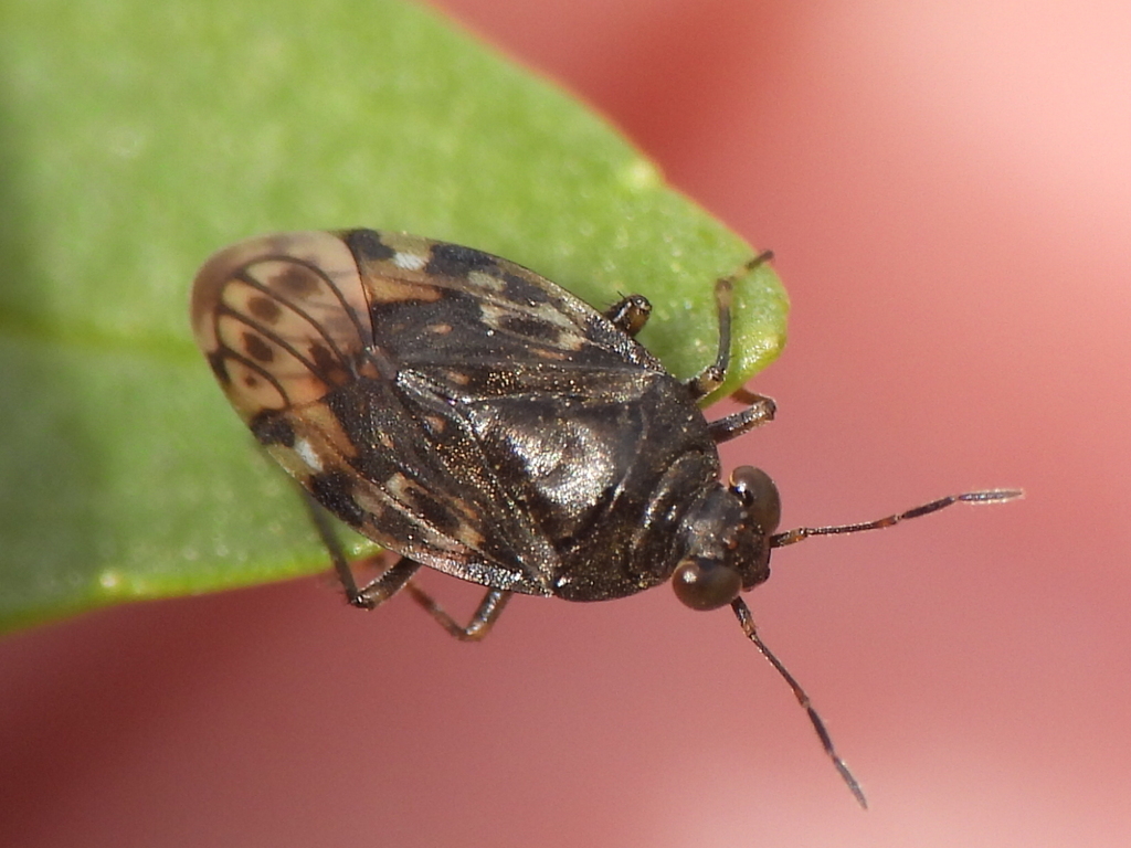 Saldula usingeri (Wilbur Springs Shorebug), California species