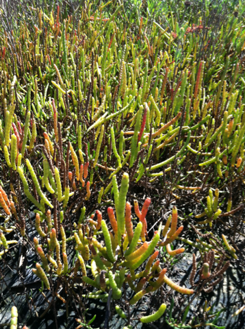 Salicornia bigelovii (Bigelow's pickleweed), native California herb