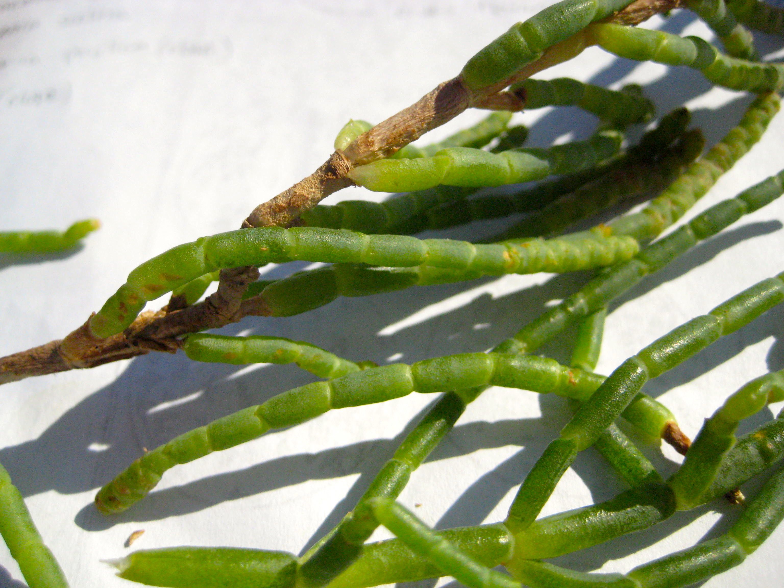 Salicornia depressa (Virginia glasswort), native California subshrub