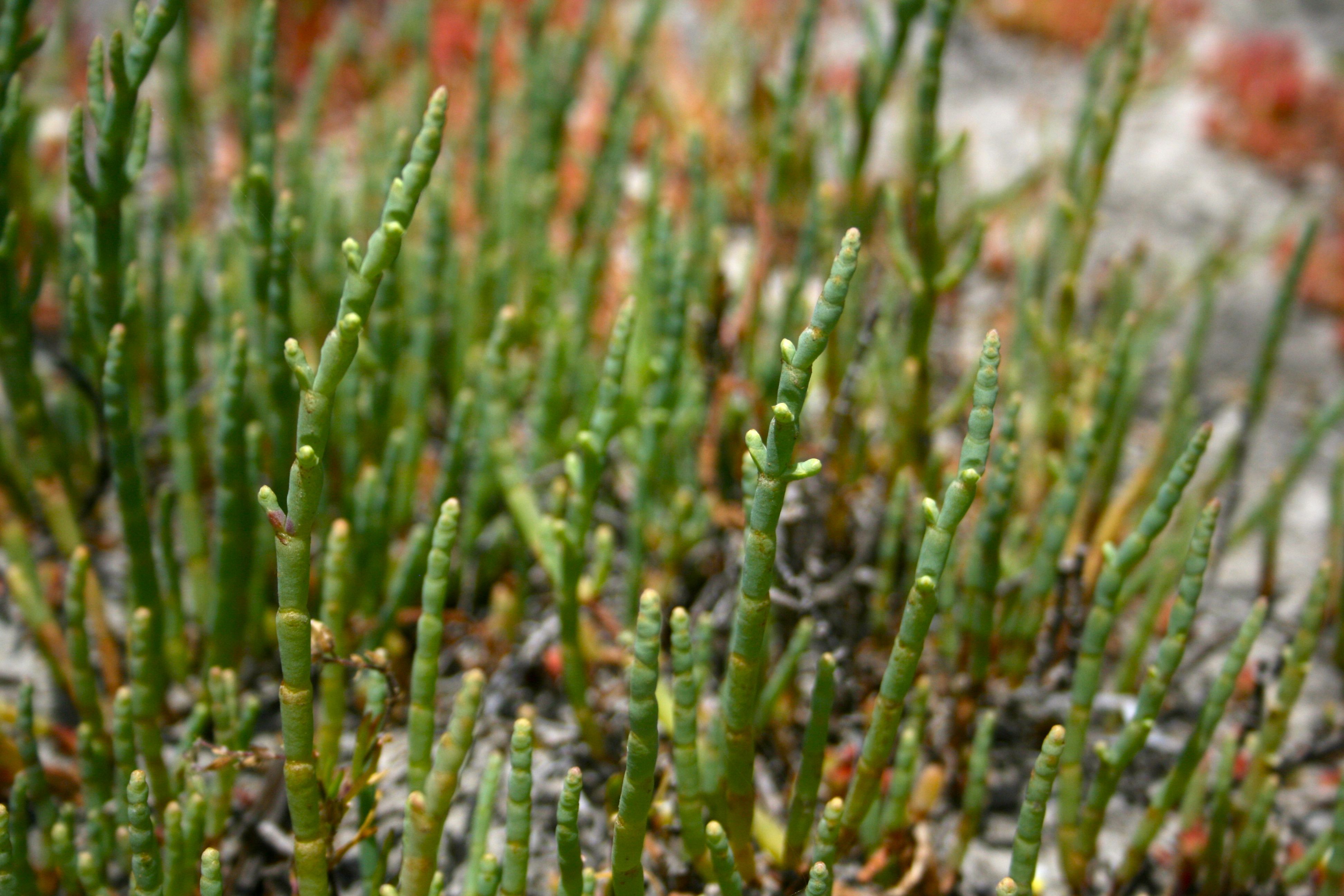 Salicornia pacifica (Glasswort), native California subshrub