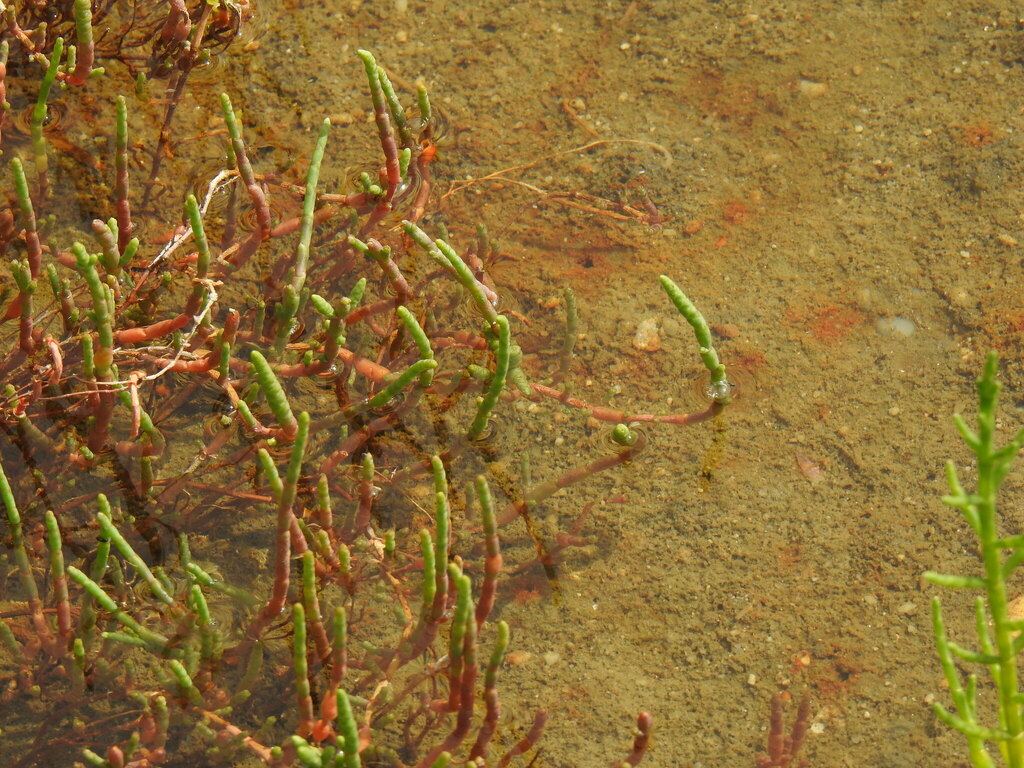 Salicornia perennis (Chickenclaws), native California shrub