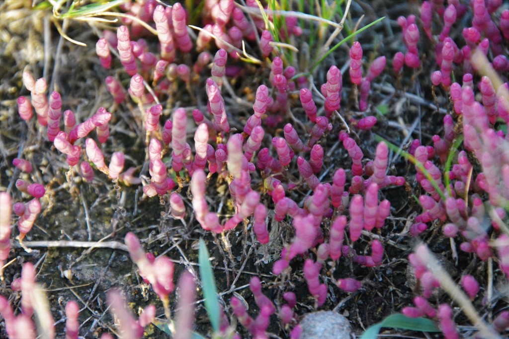Salicornia rubra (Red pickleweed), native California subshrub