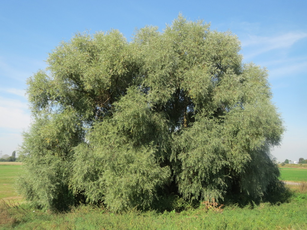 Salix alba (White willow), non-native California tree