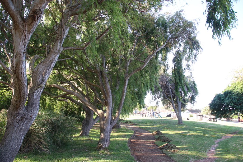 Salix babylonica (Weeping willow), non-native California tree