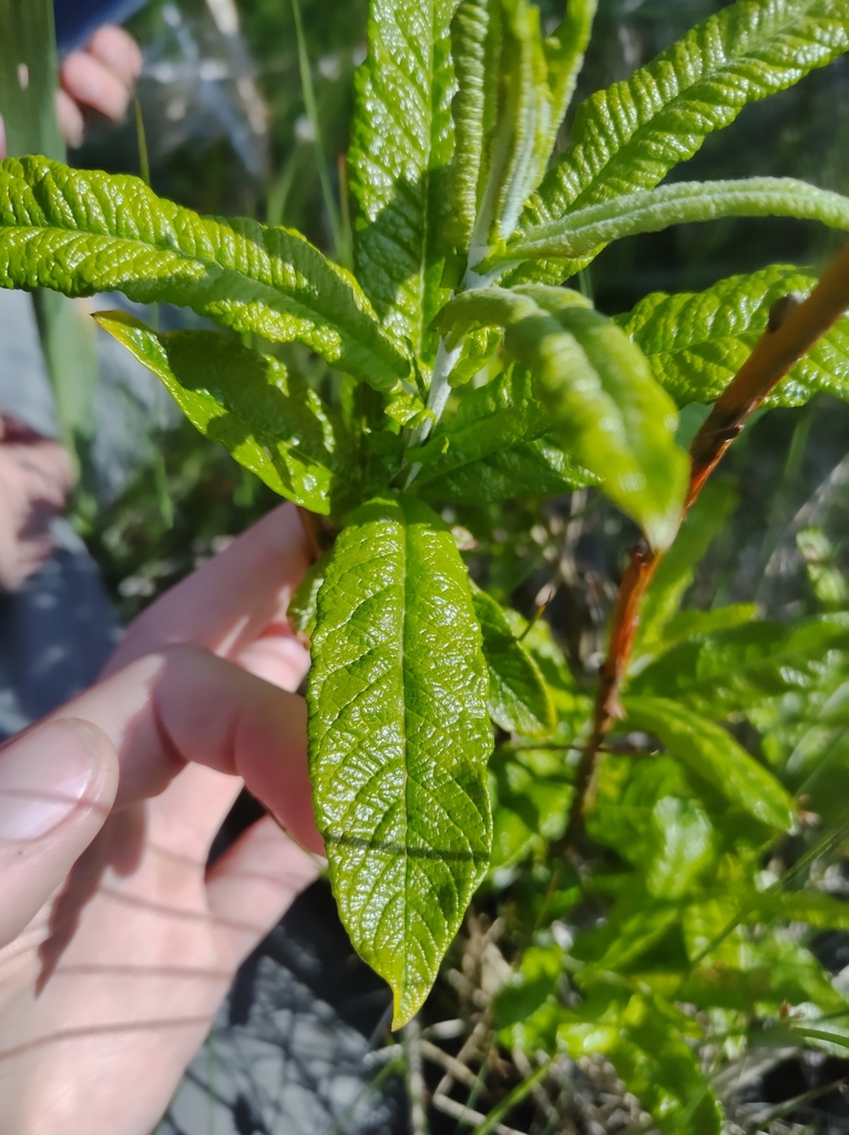 Salix bebbiana (Bebb's willow), native California shrub / tree