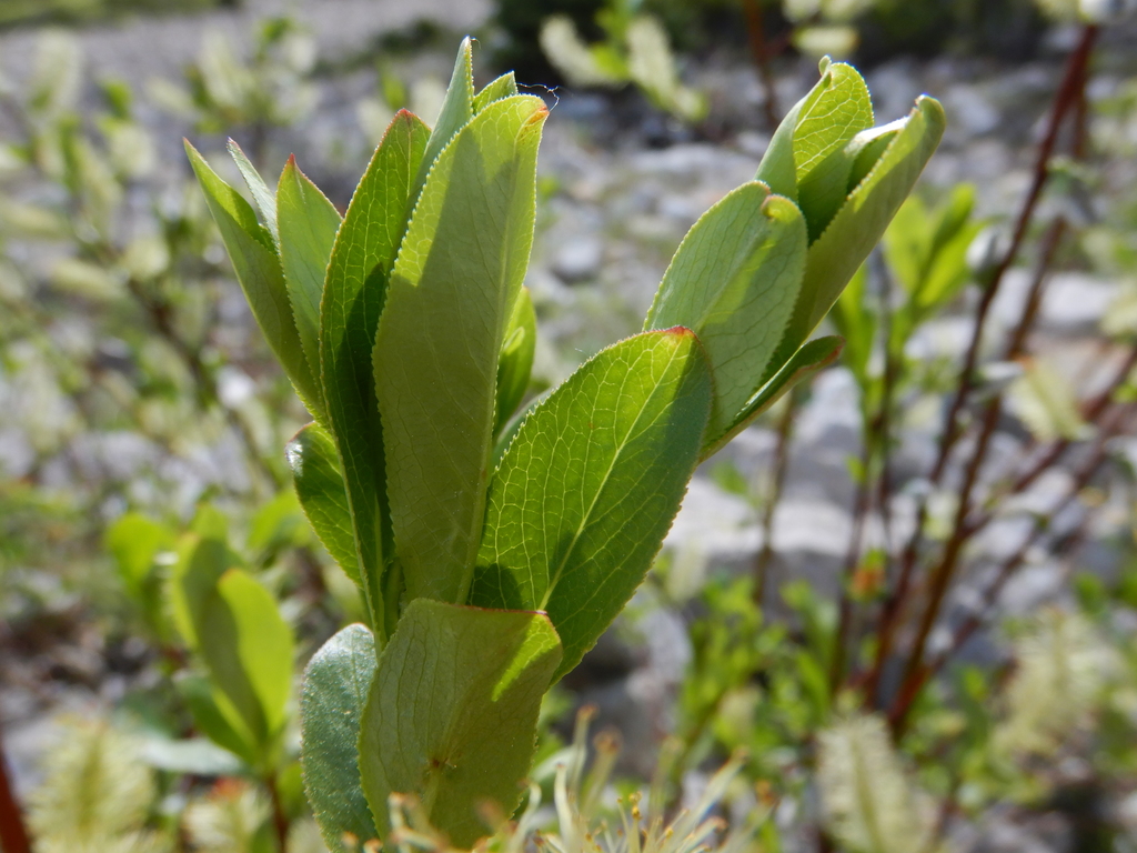 Salix boothii (Booth's willow), native California shrub