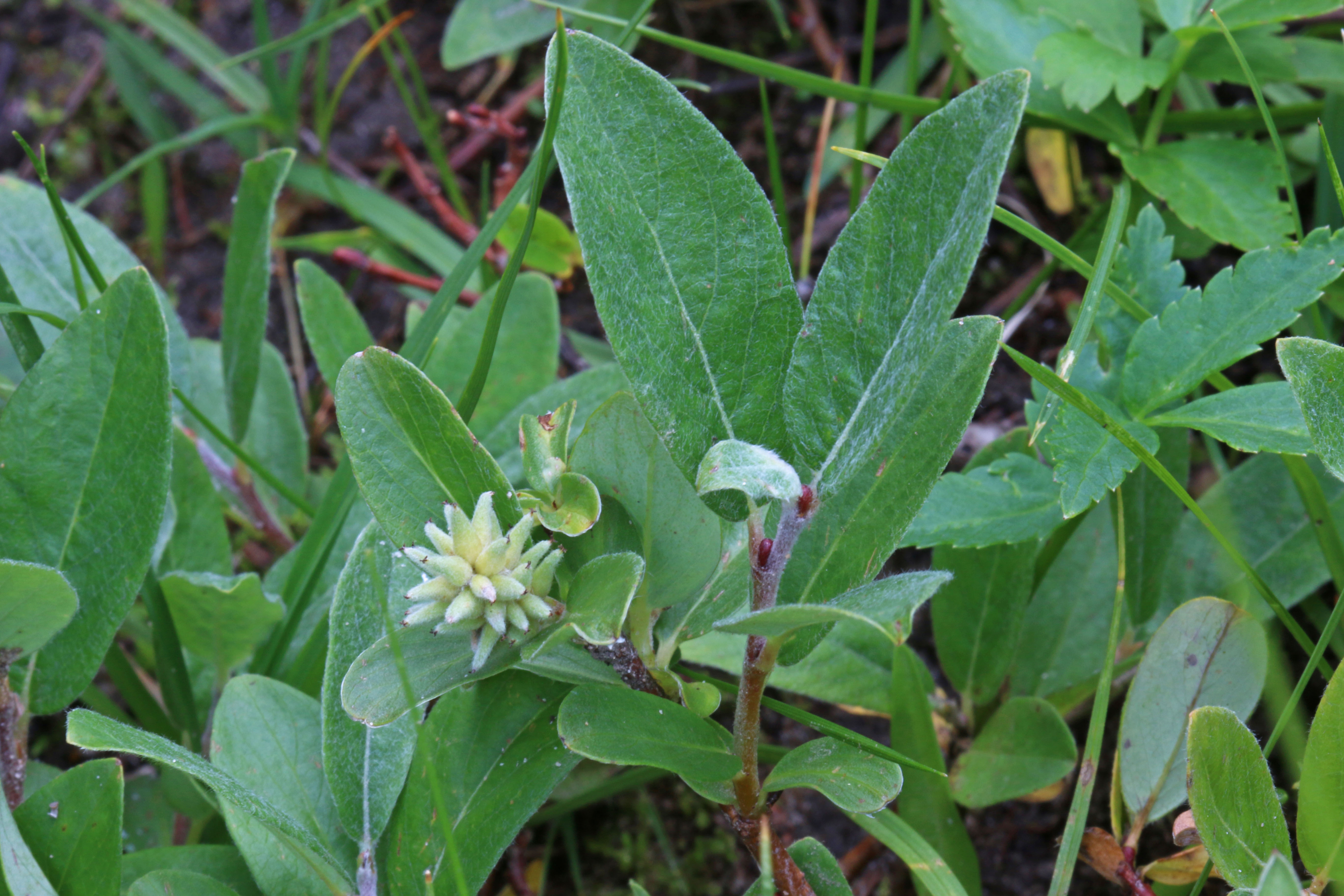 Salix brachycarpa var. brachycarpa (Short-fruited willow), native California shrub