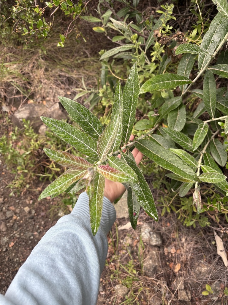 Salix breweri (Brewer's willow), native California shrub / tree