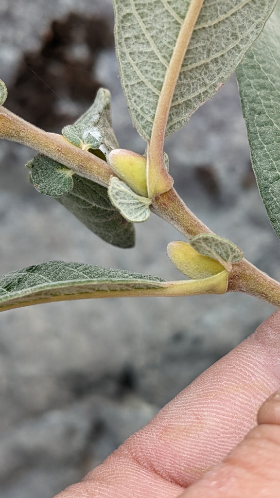 Salix delnortensis (Del norte willow), native California shrub