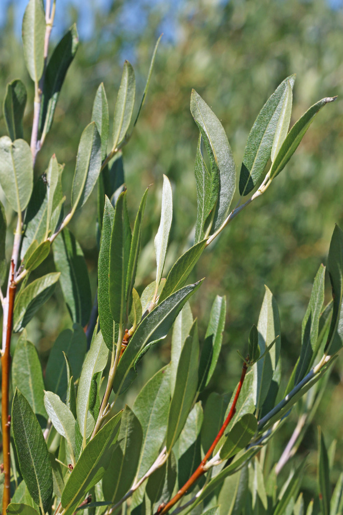 Salix drummondiana (Drummond's willow), native California shrub