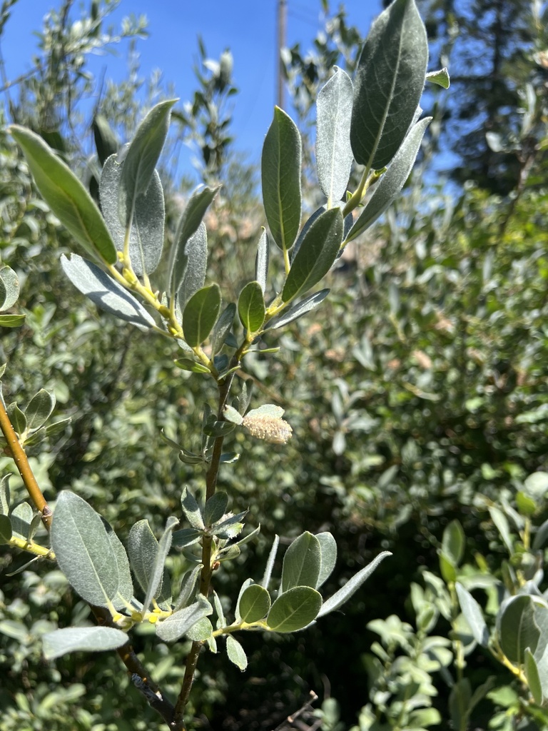 Salix eastwoodiae (Sierra willow), native California shrub