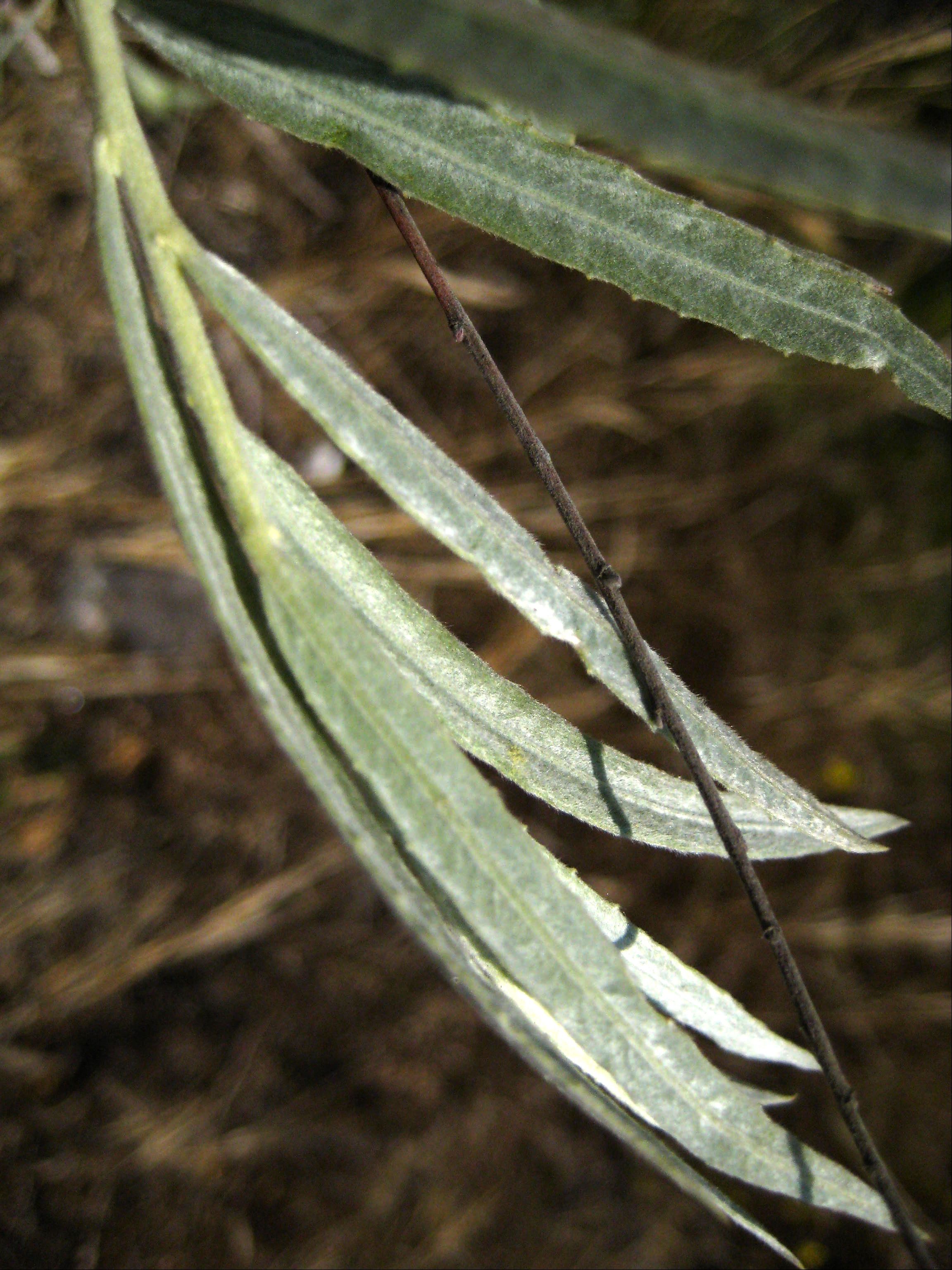 Salix exigua (Narrow leaved willow), native California shrub / tree