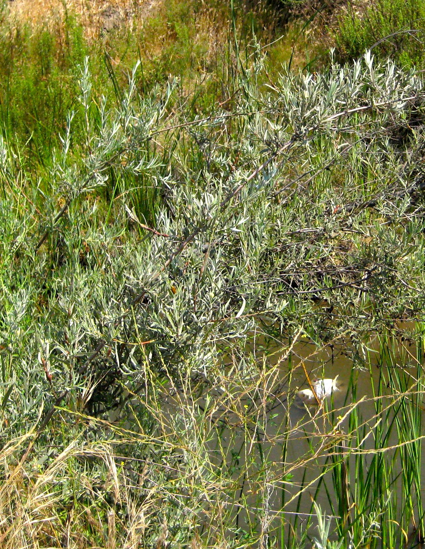 Salix exigua — parent species of Salix exigua var. hindsiana
